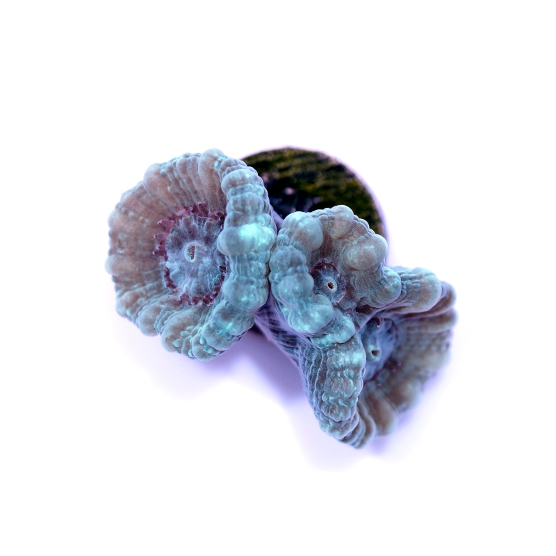LPS-Koralle für Einsteiger - Caulastrea